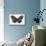 Striped Blue Crow Butterfly Female, Comparing the Top and Bottom Wings-Darrell Gulin-Mounted Photographic Print displayed on a wall