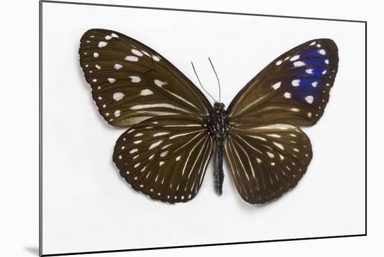 Striped Blue Crow Butterfly Female, Comparing the Top and Bottom Wings-Darrell Gulin-Mounted Photographic Print