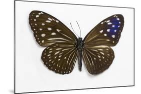 Striped Blue Crow Butterfly Female, Comparing the Top and Bottom Wings-Darrell Gulin-Mounted Photographic Print