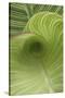 Striped Canna Leaf Abstract-Anna Miller-Stretched Canvas