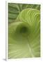 Striped Canna Leaf Abstract-Anna Miller-Framed Photographic Print