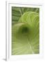 Striped Canna Leaf Abstract-Anna Miller-Framed Photographic Print