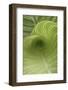 Striped Canna Leaf Abstract-Anna Miller-Framed Photographic Print