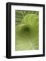 Striped Canna Leaf Abstract-Anna Miller-Framed Photographic Print