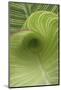 Striped Canna Leaf Abstract-Anna Miller-Mounted Photographic Print