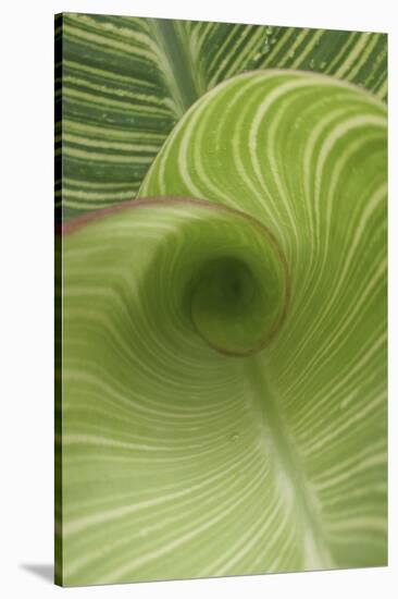 Striped Canna Leaf Abstract-Anna Miller-Stretched Canvas