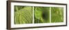 Striped Canna Leaf Triptych-Anna Miller-Framed Photographic Print