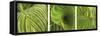 Striped Canna Leaf Triptych-Anna Miller-Framed Stretched Canvas