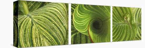 Striped Canna Leaf Triptych-Anna Miller-Stretched Canvas