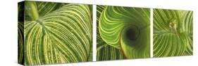 Striped Canna Leaf Triptych-Anna Miller-Stretched Canvas