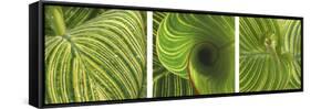 Striped Canna Leaf Triptych-Anna Miller-Framed Stretched Canvas