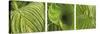 Striped Canna Leaf Triptych-Anna Miller-Stretched Canvas