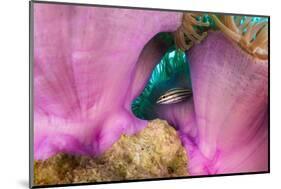 Striped cardinalfish sheltering under sea anemone, Maldives-Alex Mustard-Mounted Photographic Print