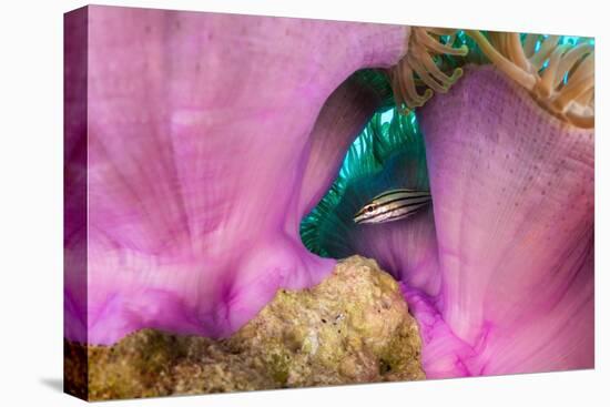 Striped cardinalfish sheltering under sea anemone, Maldives-Alex Mustard-Stretched Canvas