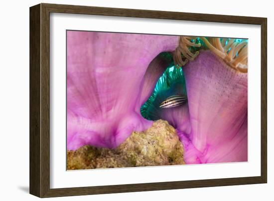 Striped cardinalfish sheltering under sea anemone, Maldives-Alex Mustard-Framed Photographic Print