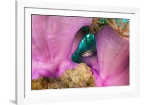 Striped cardinalfish sheltering under sea anemone, Maldives-Alex Mustard-Framed Photographic Print