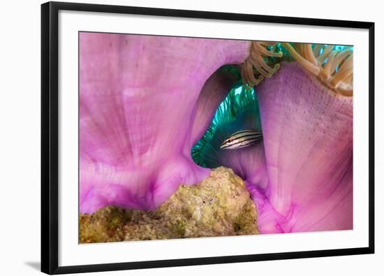 Striped cardinalfish sheltering under sea anemone, Maldives-Alex Mustard-Framed Photographic Print