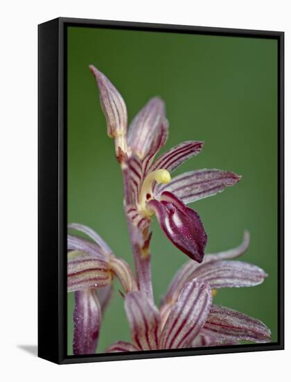 Striped Coralroot (Hooded Coralroot) (Corallorhiza Striata), Glacier National Park, Montana, USA-James Hager-Framed Stretched Canvas