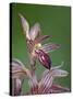 Striped Coralroot (Hooded Coralroot) (Corallorhiza Striata), Glacier National Park, Montana, USA-James Hager-Stretched Canvas