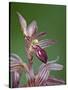 Striped Coralroot (Hooded Coralroot) (Corallorhiza Striata), Glacier National Park, Montana, USA-James Hager-Stretched Canvas
