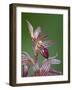 Striped Coralroot (Hooded Coralroot) (Corallorhiza Striata), Glacier National Park, Montana, USA-James Hager-Framed Photographic Print