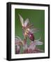 Striped Coralroot (Hooded Coralroot) (Corallorhiza Striata), Glacier National Park, Montana, USA-James Hager-Framed Photographic Print