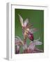 Striped Coralroot (Hooded Coralroot) (Corallorhiza Striata), Glacier National Park, Montana, USA-James Hager-Framed Photographic Print