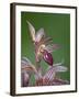 Striped Coralroot (Hooded Coralroot) (Corallorhiza Striata), Glacier National Park, Montana, USA-James Hager-Framed Photographic Print