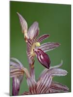 Striped Coralroot (Hooded Coralroot) (Corallorhiza Striata), Glacier National Park, Montana, USA-James Hager-Mounted Photographic Print