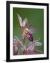 Striped Coralroot (Hooded Coralroot) (Corallorhiza Striata), Glacier National Park, Montana, USA-James Hager-Framed Photographic Print