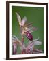 Striped Coralroot (Hooded Coralroot) (Corallorhiza Striata), Glacier National Park, Montana, USA-James Hager-Framed Photographic Print