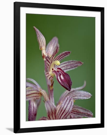 Striped Coralroot (Hooded Coralroot) (Corallorhiza Striata), Glacier National Park, Montana, USA-James Hager-Framed Photographic Print