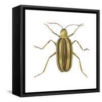 Striped Cucumber Beetle (Acalymma Vittata), Insects-Encyclopaedia Britannica-Framed Stretched Canvas