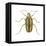 Striped Cucumber Beetle (Acalymma Vittata), Insects-Encyclopaedia Britannica-Framed Stretched Canvas