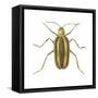 Striped Cucumber Beetle (Acalymma Vittata), Insects-Encyclopaedia Britannica-Framed Stretched Canvas