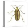 Striped Cucumber Beetle (Acalymma Vittata), Insects-Encyclopaedia Britannica-Stretched Canvas