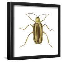 Striped Cucumber Beetle (Acalymma Vittata), Insects-Encyclopaedia Britannica-Framed Poster