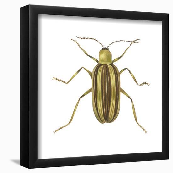 Striped Cucumber Beetle (Acalymma Vittata), Insects-Encyclopaedia Britannica-Framed Poster