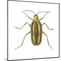 Striped Cucumber Beetle (Acalymma Vittata), Insects-Encyclopaedia Britannica-Mounted Poster