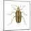 Striped Cucumber Beetle (Acalymma Vittata), Insects-Encyclopaedia Britannica-Mounted Poster