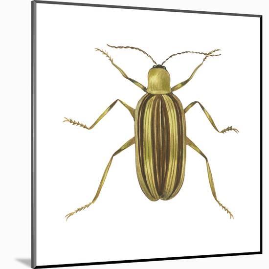 Striped Cucumber Beetle (Acalymma Vittata), Insects-Encyclopaedia Britannica-Mounted Poster