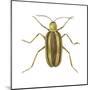Striped Cucumber Beetle (Acalymma Vittata), Insects-Encyclopaedia Britannica-Mounted Poster