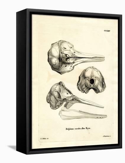 Striped Dolphin Skull-null-Framed Stretched Canvas