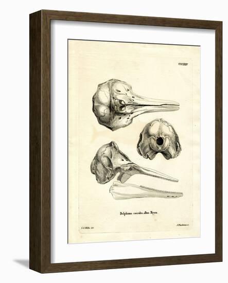 Striped Dolphin Skull-null-Framed Giclee Print