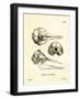 Striped Dolphin Skull-null-Framed Giclee Print