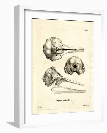 Striped Dolphin Skull-null-Framed Giclee Print