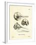 Striped Dolphin Skull-null-Framed Giclee Print