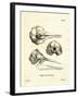 Striped Dolphin Skull-null-Framed Giclee Print