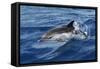 Striped Dolphin Swimming in the Strait of Gibraltar-null-Framed Stretched Canvas
