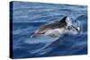 Striped Dolphin Swimming in the Strait of Gibraltar-null-Stretched Canvas